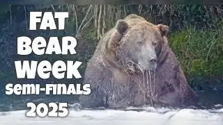 Fat Bear Week 2025 ▪︎ Semi-Finals ▪︎ Katmai Brown Bears ▪︎ Explore.org 