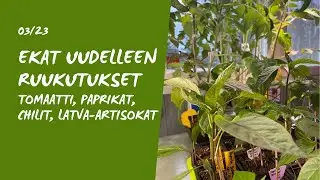 Ekojen tomaattien, paprikoiden, chilien, latva-artisokkien ja purjojen ruukutukset🌱🪴