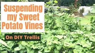 Suspending my Sweet Potato Vines on a DIY Trellis