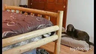 How To Keep Dog Off Bed in 10 Simple Steps