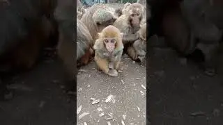Funny monkey with their families