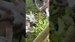 Yummy snacks for the goats #snack #goat #goatlife #goats #toggenburg #saanan #hungry #browse