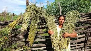 COLHEITA DO GERGILIM COM A JANAINA NA ROÇA