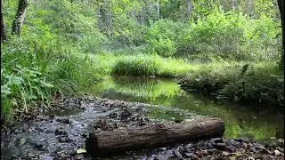 Discover Ultimate Relaxation: Slow River, Lonely Log, and Untouched Nature - ASMR
