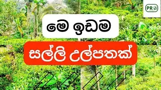 Aduwata idamak |Land for sale | Agriculture land | low budget lands for sale  | ඉඩම් විකිණීමට | land
