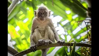 Zoo Video with FREE Activity Workbook for Kids: Fun & Educational!