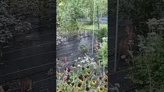 My Garden Friends Clean Up My Mess While I Work In The Garden #nature #easterncottontail