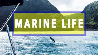 The Na Pali Experience - Marine Life