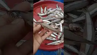 ikan bilis, bahasa daerah anda ikan apa..? #shorts