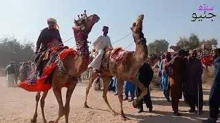Camel Dance #geosindh #africa #camel #sindhpakistan