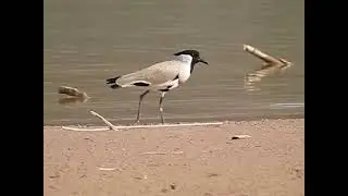 River Lapwing