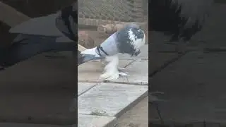 Dutch Pomeranian Pouter in action
