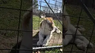 WOW!  What HUGE PAWS you have!!