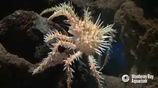 Clawed and Dangerous? This Crab is Seriously Spiky!