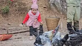 Eco-Friendly Farming: Boosting Gardens with Chicken Manure | T&agrave; X&ugrave;a Daily Life
