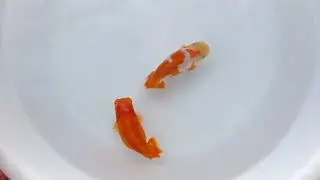 DSCF2669