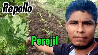 Como Cultivar Hortalizas en asocio en Pequeños Espacios 