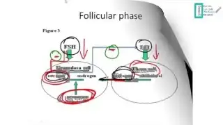 Menstrual Cycle & Oral Contraceptives