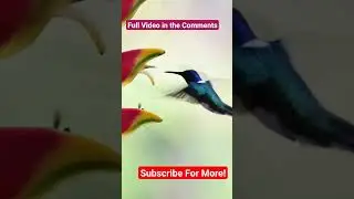 BIRD #animalnamesandsounds #animals #animalsounds #animalnamesforkids #soundofanimals