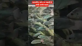 ormanjhi machhali Ghar ll#funny #bolleywoodsong #daily #monkey #machhali Ghar#machhali