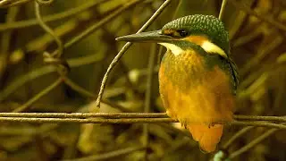 Common Kingfisher