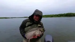 Чавыча Fly Fishing.  Камчатская весна 2019.