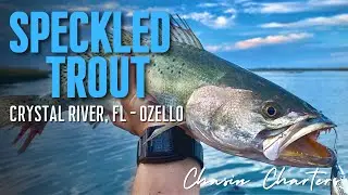 Non stop Speckled Trout action 50+ - Crystal River, FL - Ozello