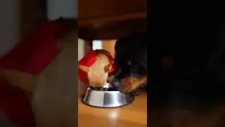 Chihuahua vs Rottweiler Who Will Win This Battle #chihuahua #dogbattle #puppylove