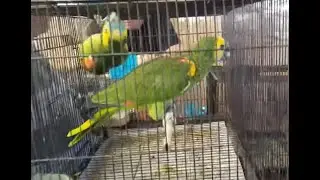 Bird Sales Event - Market in Sydney Australia(2)