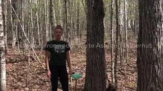Appalachian Hardwood Forest - 4 Indicator Species