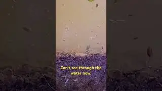 #watercreatures #algae #pondlife #tinyworld #ostracods #crustacean #baby #seed_shrimp