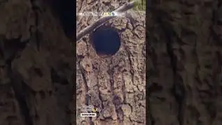 Hidden Tree Hollow 🌳🕳️ | Secret Forest Moment #shorts