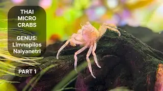Thai Micro Crabs - Part 1 - Mating, Hatching, Rearing the Larvae and more