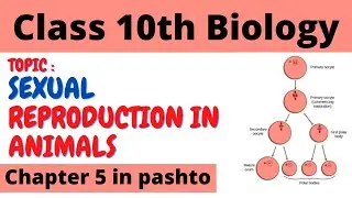 Sexual Reproduction in Animals