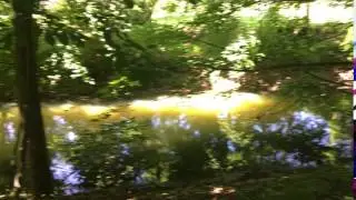 Die Wuhle zwischen Wuhleblase und Wuhlesee