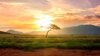 Nature Stock Footage | No Copyright | Free Download
