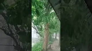Short#rainVideo#new Video#rain