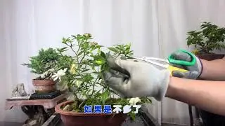 栀子花开完花后怎样修剪？简单实用！赶紧看看 园艺师教你，栀子花的修剪技巧。#盆景养护 #栀子花修剪 #栀子花盆景