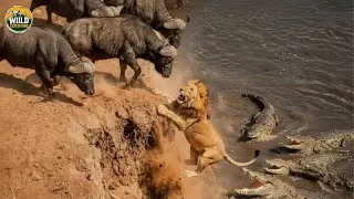 Wild Africa &ndash; Survival Battles at the Mara River