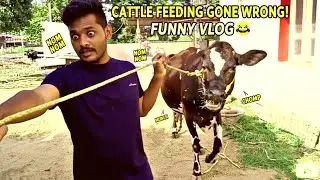 Tamil Boy provides water and feed to cow funny vlog - tamil