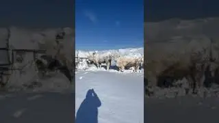 DeBruycker Charolais