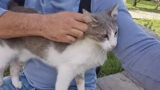 This Sweet Cat Just Wants to Be My Friend.