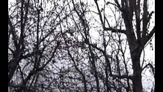 K. C.  (a song about Kurt Cobain)    /  Dan McCann (music)  Eliot Daro (video)