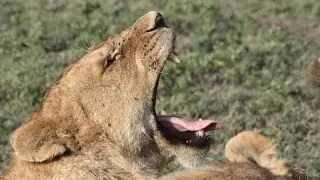 LION HUNTING FAIL