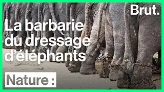 La maltraitance des éléphants dressés pour les touristes