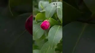 붉은 동백, 겨울을 견디는 시간Red Camellia, Holding Through Winter