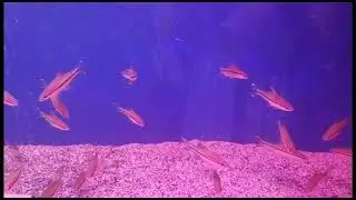 Under water Fish Tunnel Exhibition