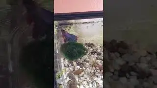 back in the big tank