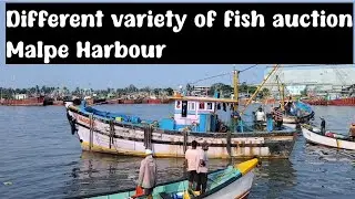 Different variety of fish auction #malpe Harbour #fishing /seafood /sealife 