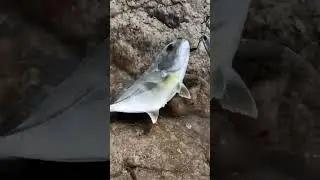 small GT got micro jig #fishing #trevally#sea #fishinglife#nature#catchandrelease #youtubeshorts